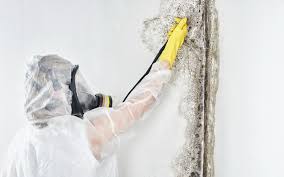 Professional Mold Prevention & Removal  in Cornell, WI